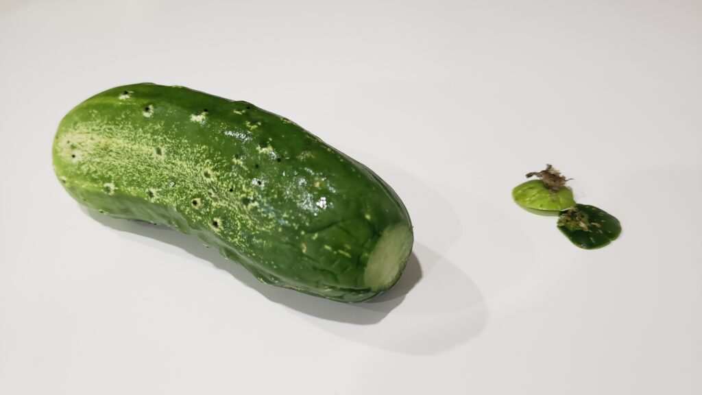 A pickling cucumber with its vine and flower tip cut off