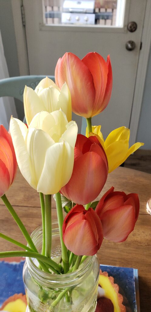 red and white tulips bloom in a vase inside