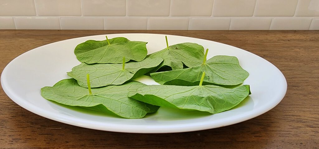 raw nasturtium leaves are upside down on a white plate with a small portion of their stem still attached