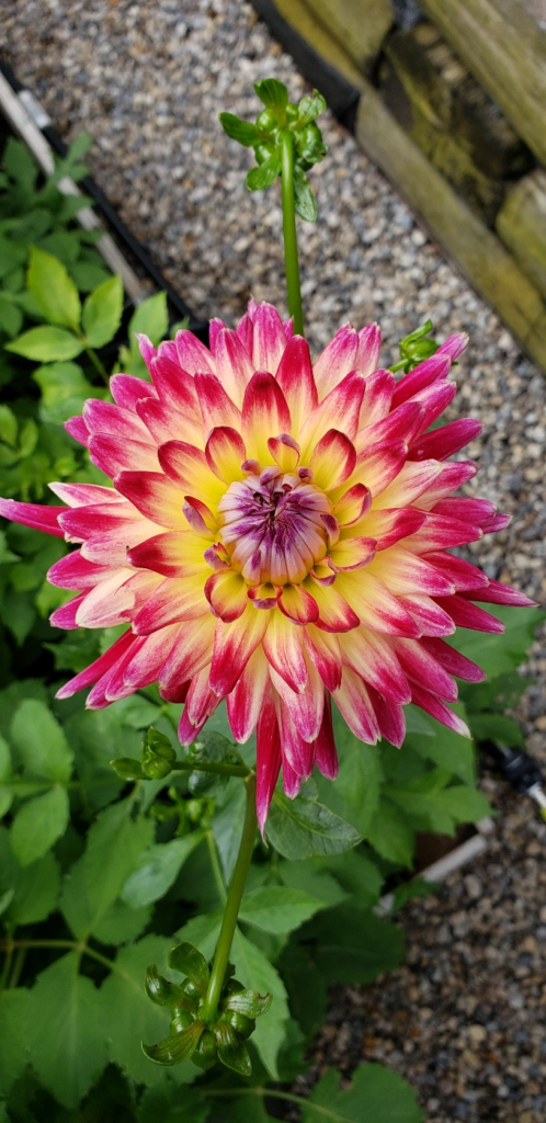 a pink and yellow dahlia flower blooms in the centre of the photo