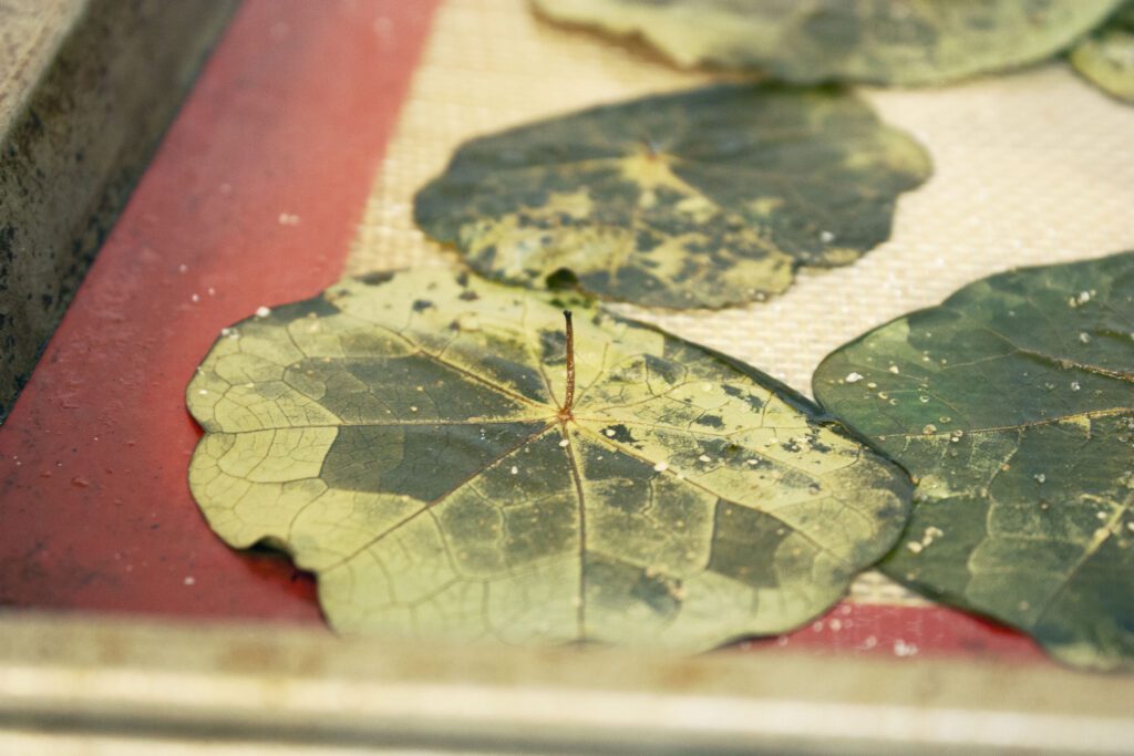 a nasturtium leaf is upside down on a pan, cooked. It is slightly black and brown from the heat. Some salt can be seen on the leaf.