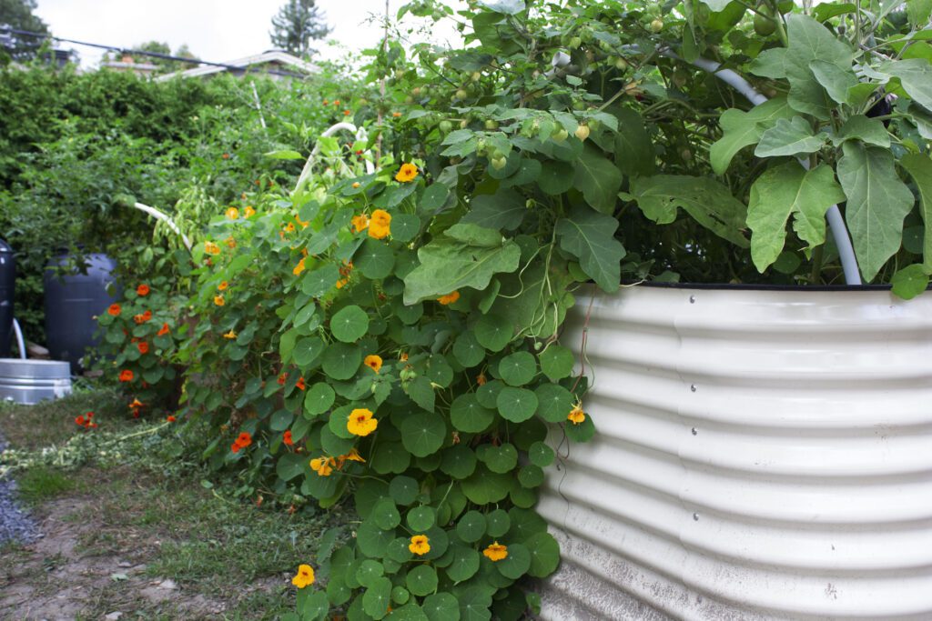 a nasturtium plant is cascading out of a white metal raised bed