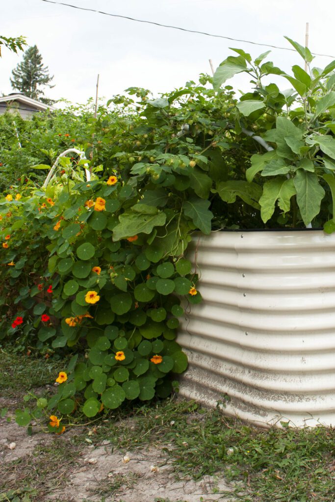 a nasturtium plant is cascading out of a white metal raised bed