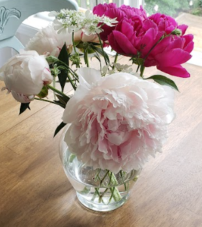 pink peonies are blooming in a glass vase