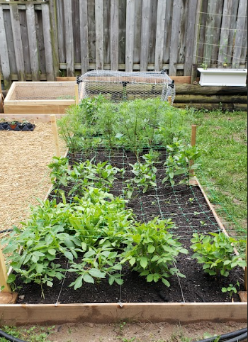 a wood raised bed s filled with flower seedlings and has a mesh over the garden to support the plants