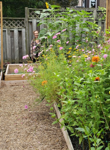 a wood raised bed is filled with annual flowers like zinnias, cosmos and sunflowers