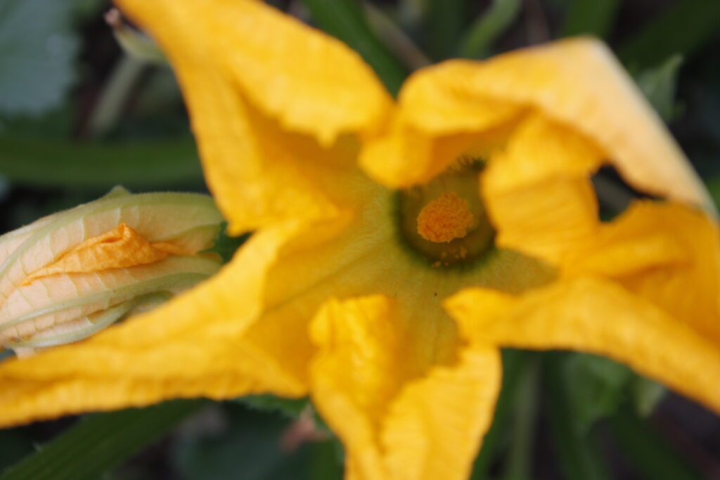 a yellow zucchini flower