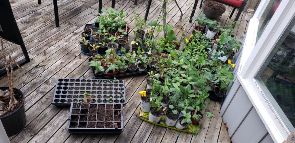 plants outside being hardened off before planting out