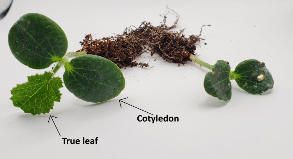 two zucchini seedlings lay side by side, with a true leaf and the cotyledons showing