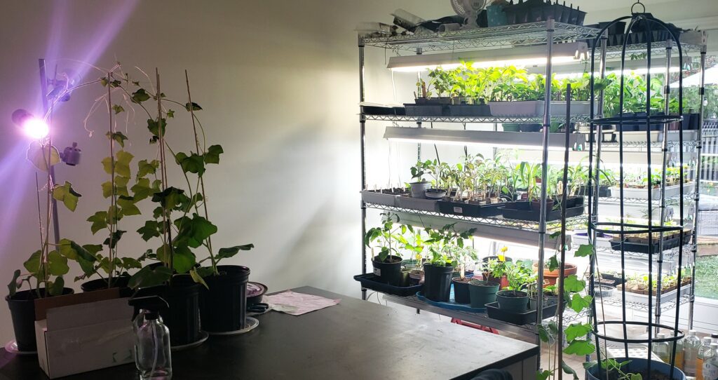 two shelving units are filled with seeds, seedlings and grow lights