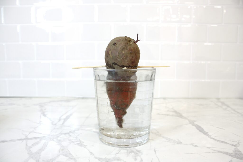 a sweet potato sits in a cup of water to grow slips