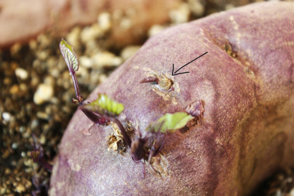 a close up of a sweet potato and the eyes