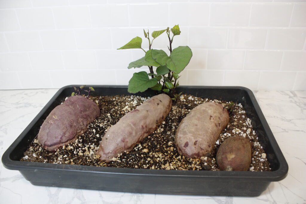 4 sweet potatoes lay in a tray of seedling soil with two sprouting