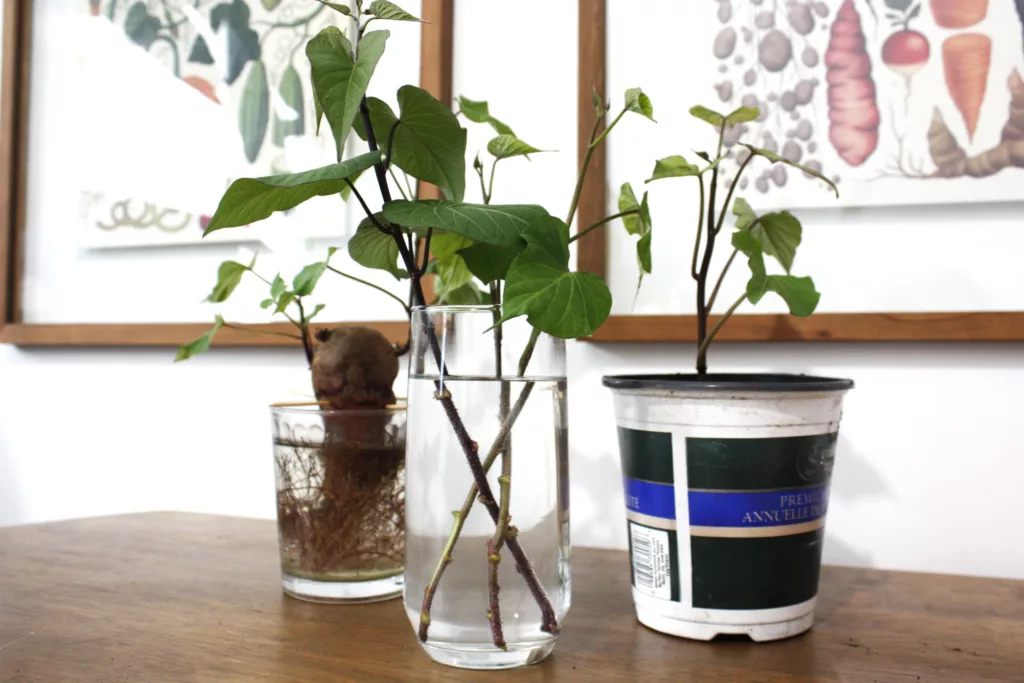 a sweet potato is in a cup of water with roots and shoots on it. In the centre of the photo are sweet potato slips sitting in a cup of water waiting to root. On the right side is a sweet potato slip in a pot of soil