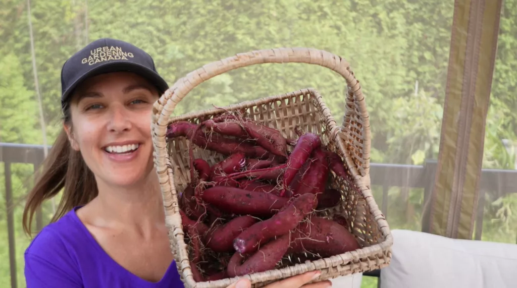a woman in a pink shirt holds up a basket filled with purple sweet potatoes harvested from her garden