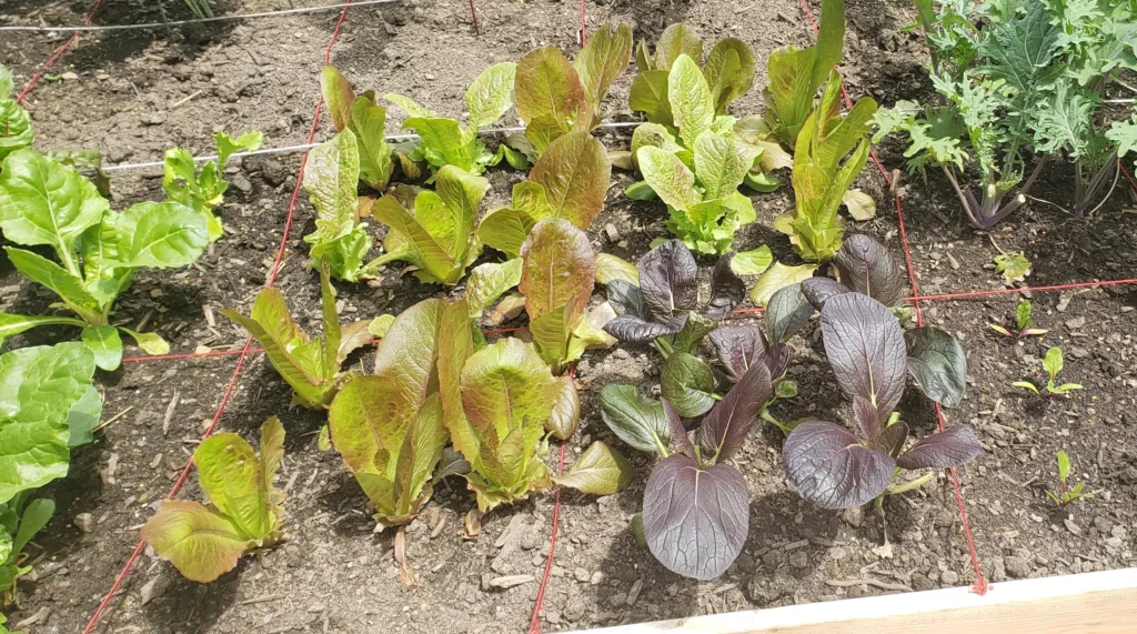 a garden filled with purple bok choy, swiss chard, kale and red romaine lettuce