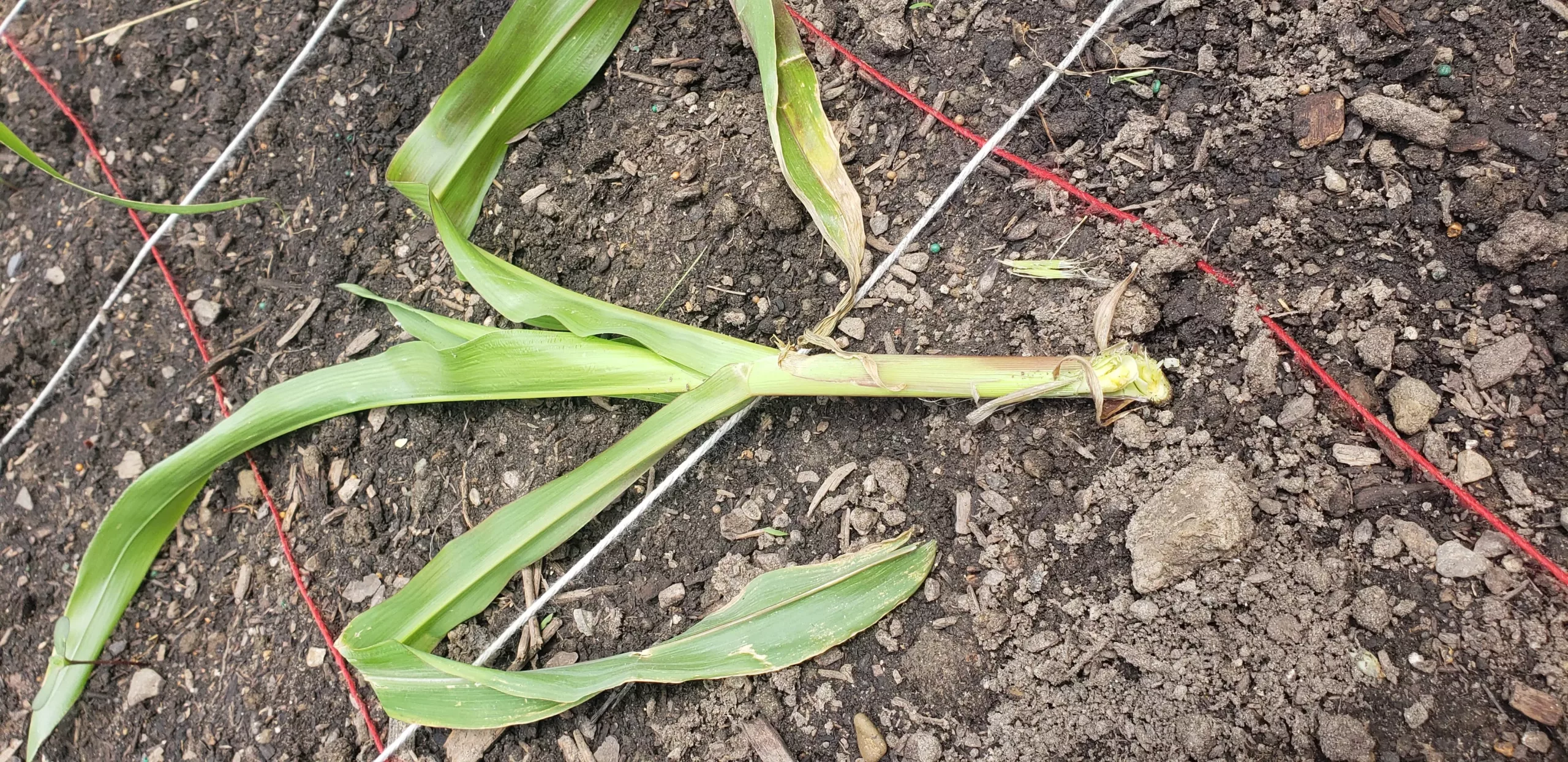 A corn plant laying on the soil surface from cut worm damage