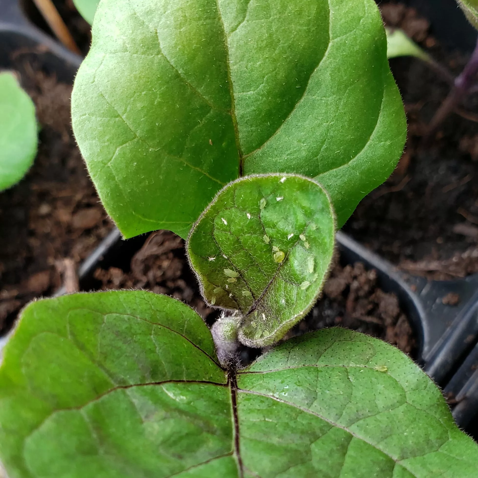 Green aphids on an eggplant leaf