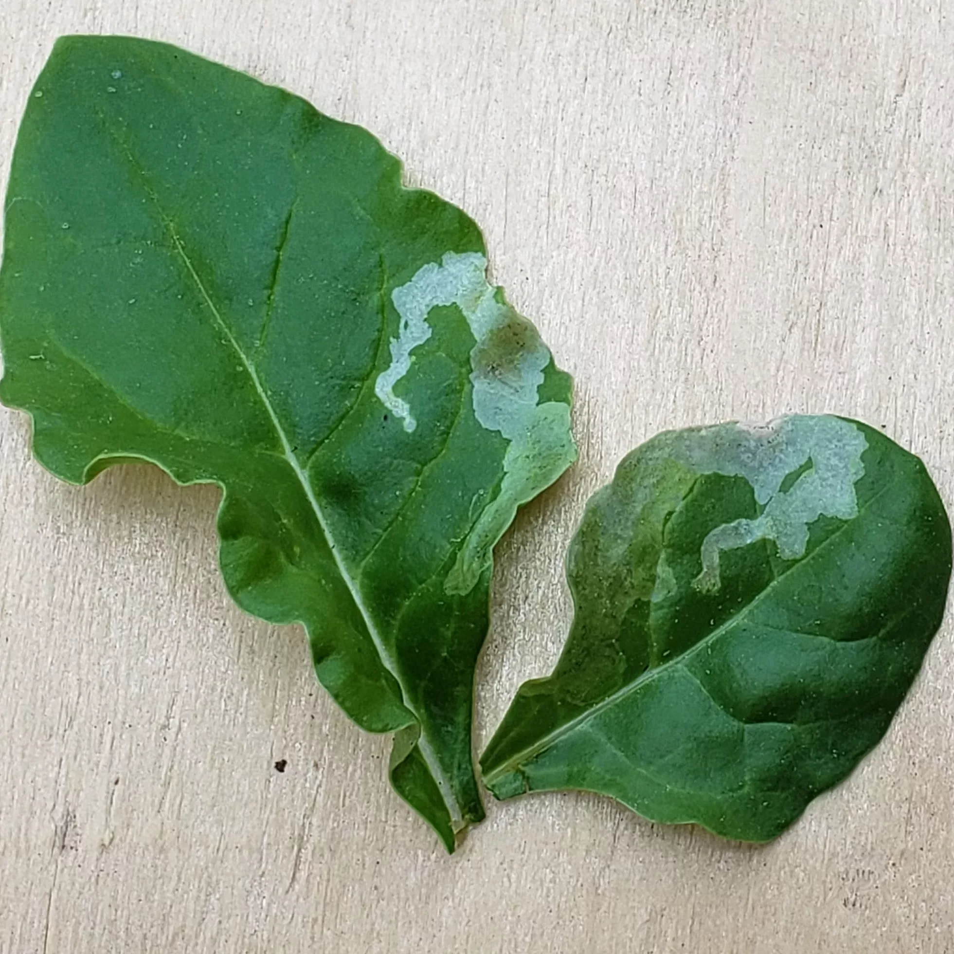 Leaf miner damage on a swiss chard leaf