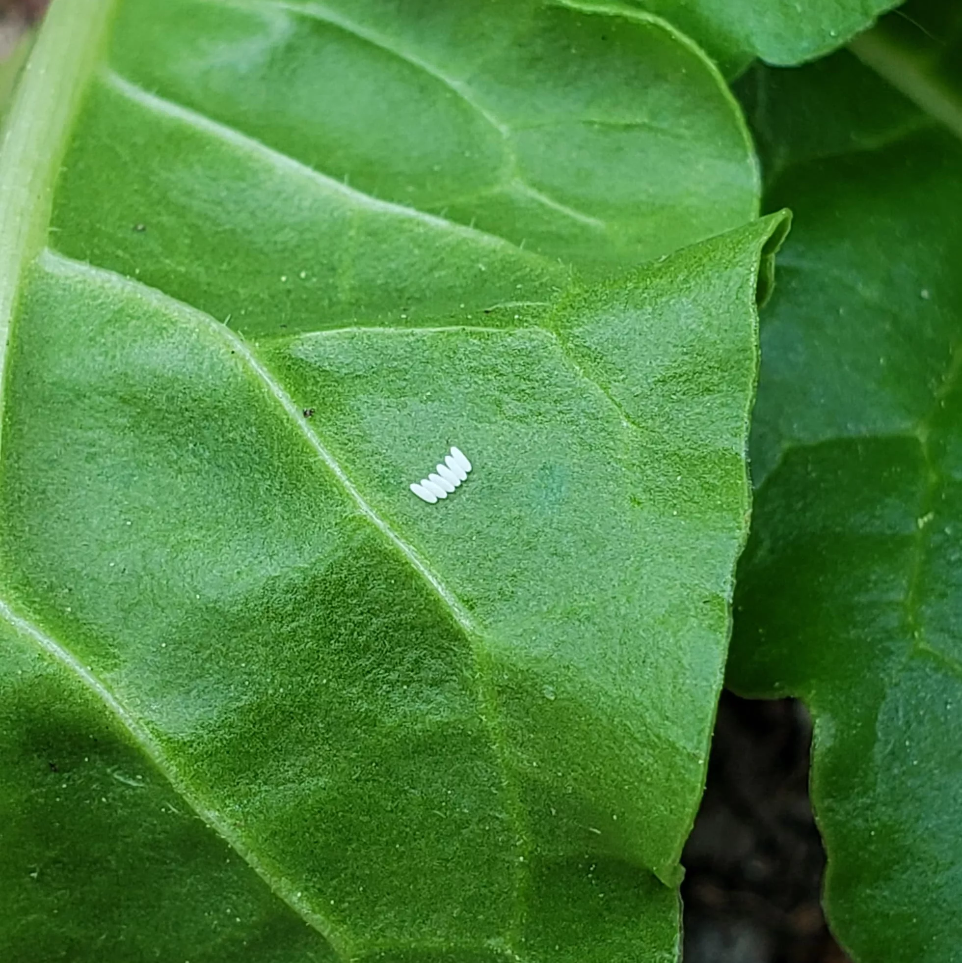 Leaf miner eggs on a swiss chard leaf