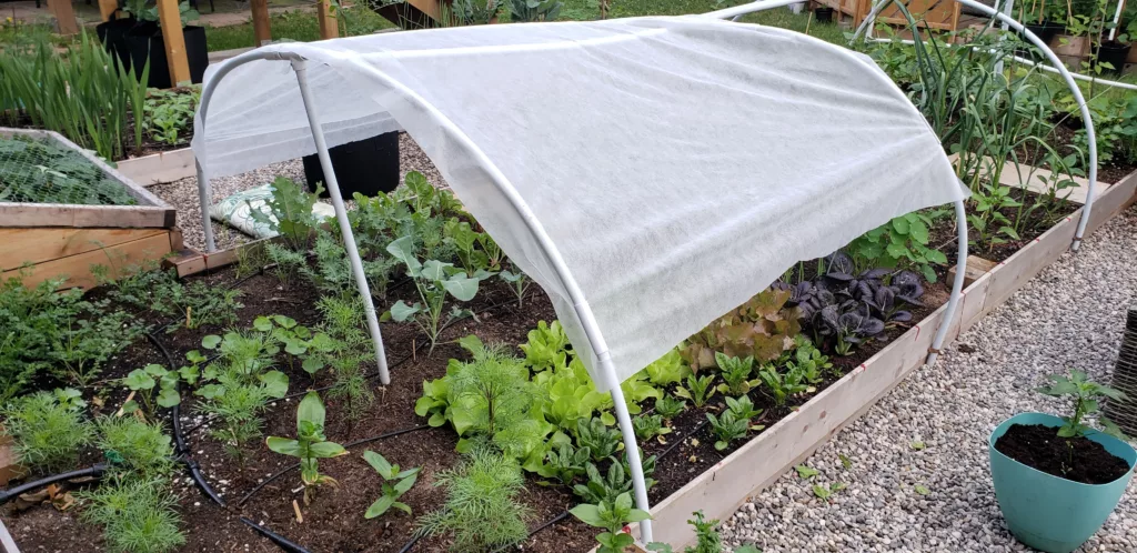 a raised bed is filled with plants from zinnias to cosmos, garlic, lettuce, broccoli, and so much more. In the back left there is a cold frame filled with strawberries and over the main garden are white hoops that hold a shade cloth over the lettuce greens