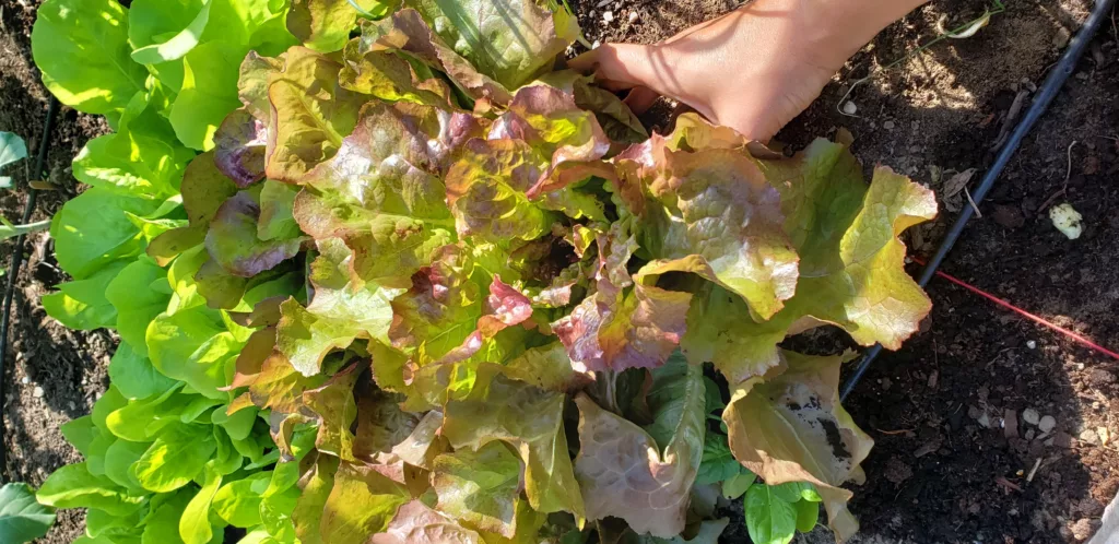 red lettuce is growing in a garden