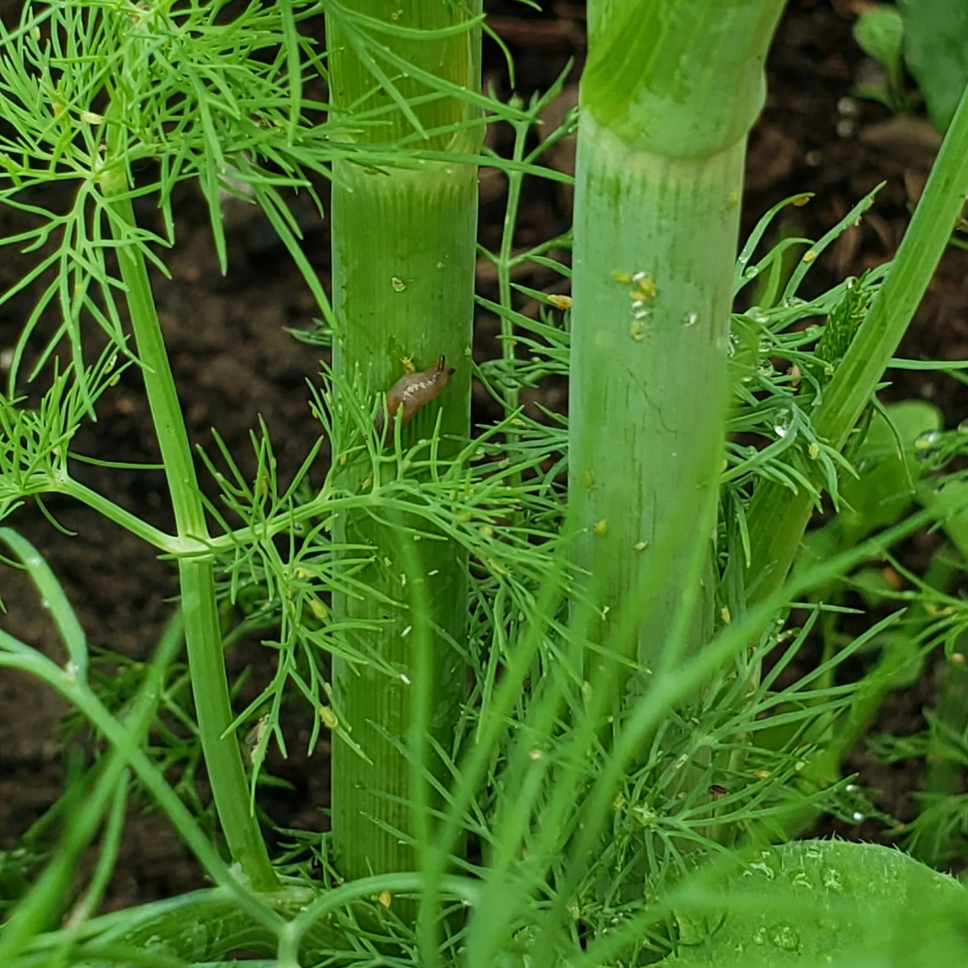 Slugs and aphids on the stalk of a dill plant