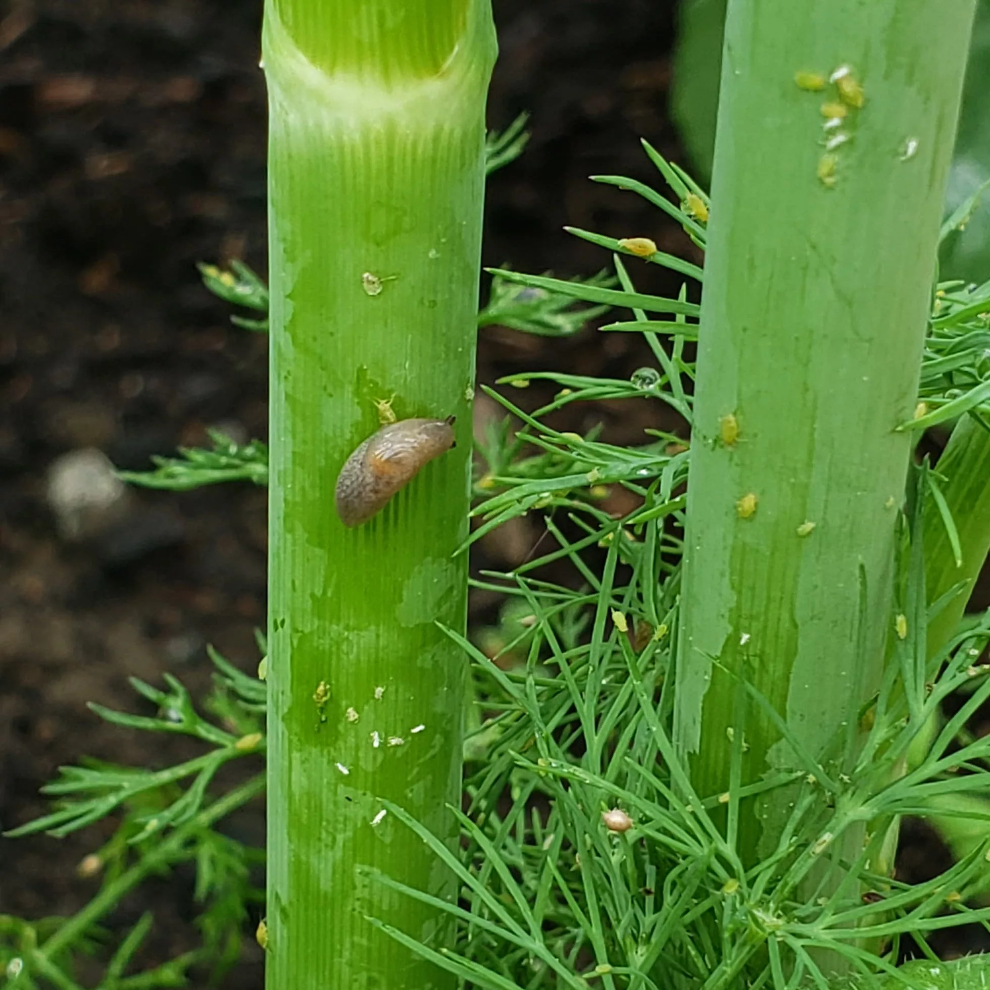 A slug and aphids on a dill plant