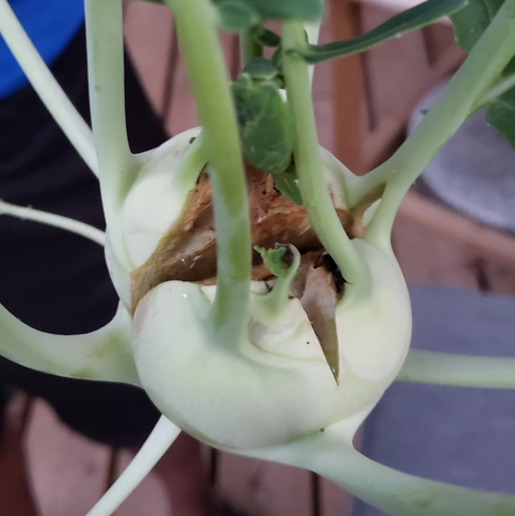 Swede midge damage on a kohlrabi, causing the plant to split open 