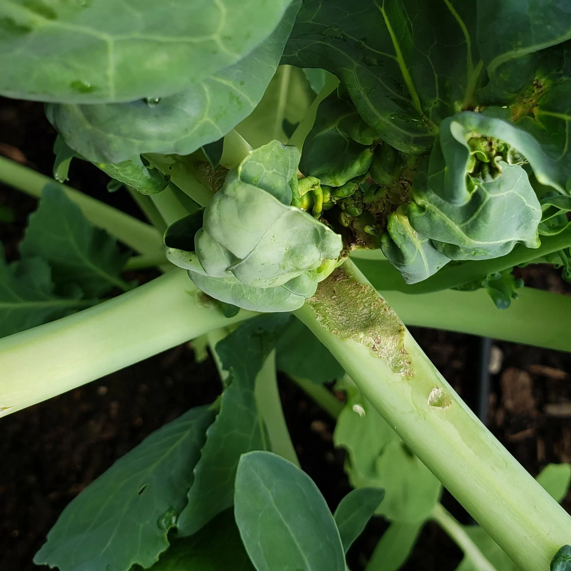 Swede midge damage on a broccoli causing blindness