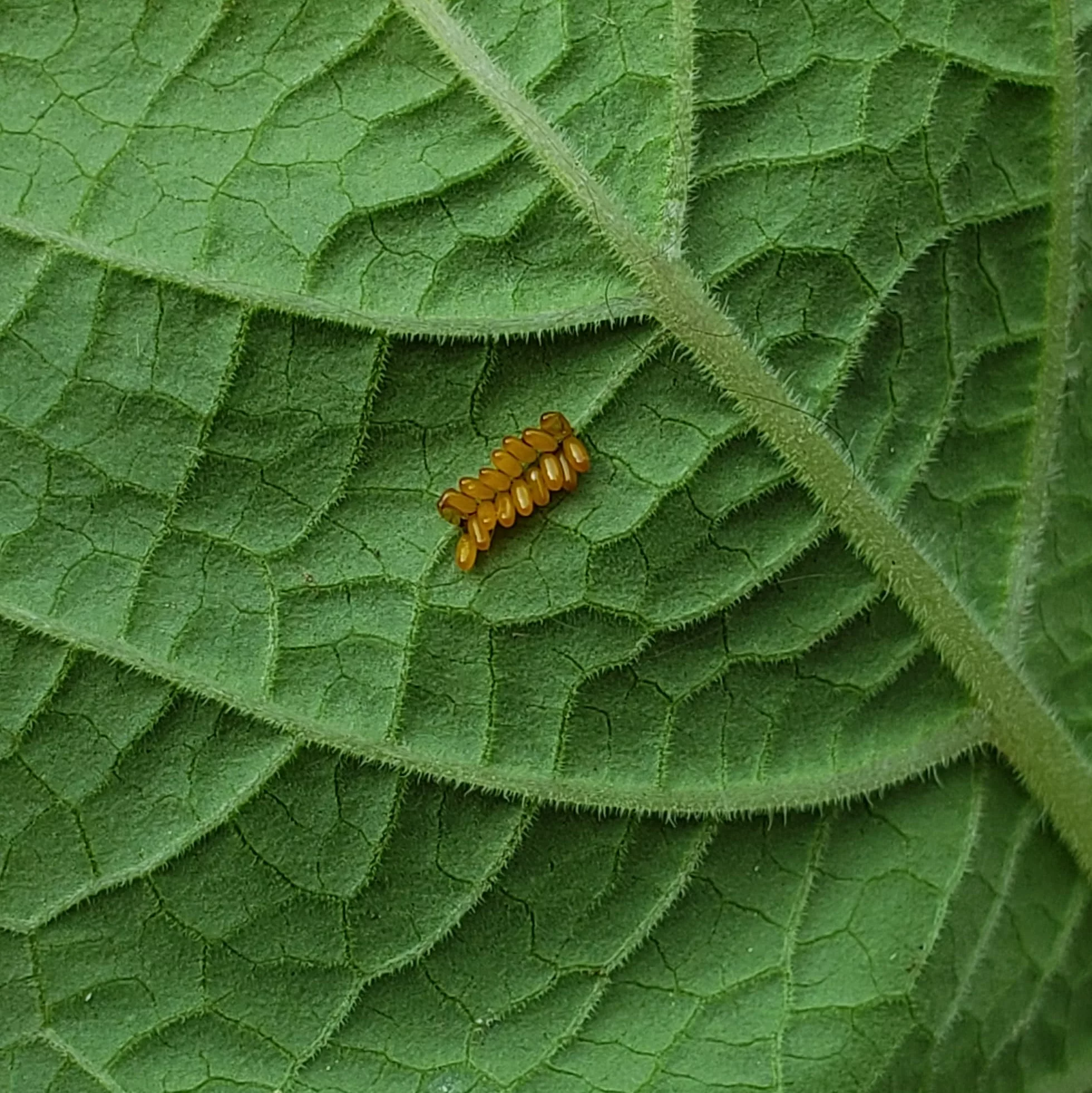 Multiple orange eggs from the Colorado potato beetle on the underside of a ground cherry leaf