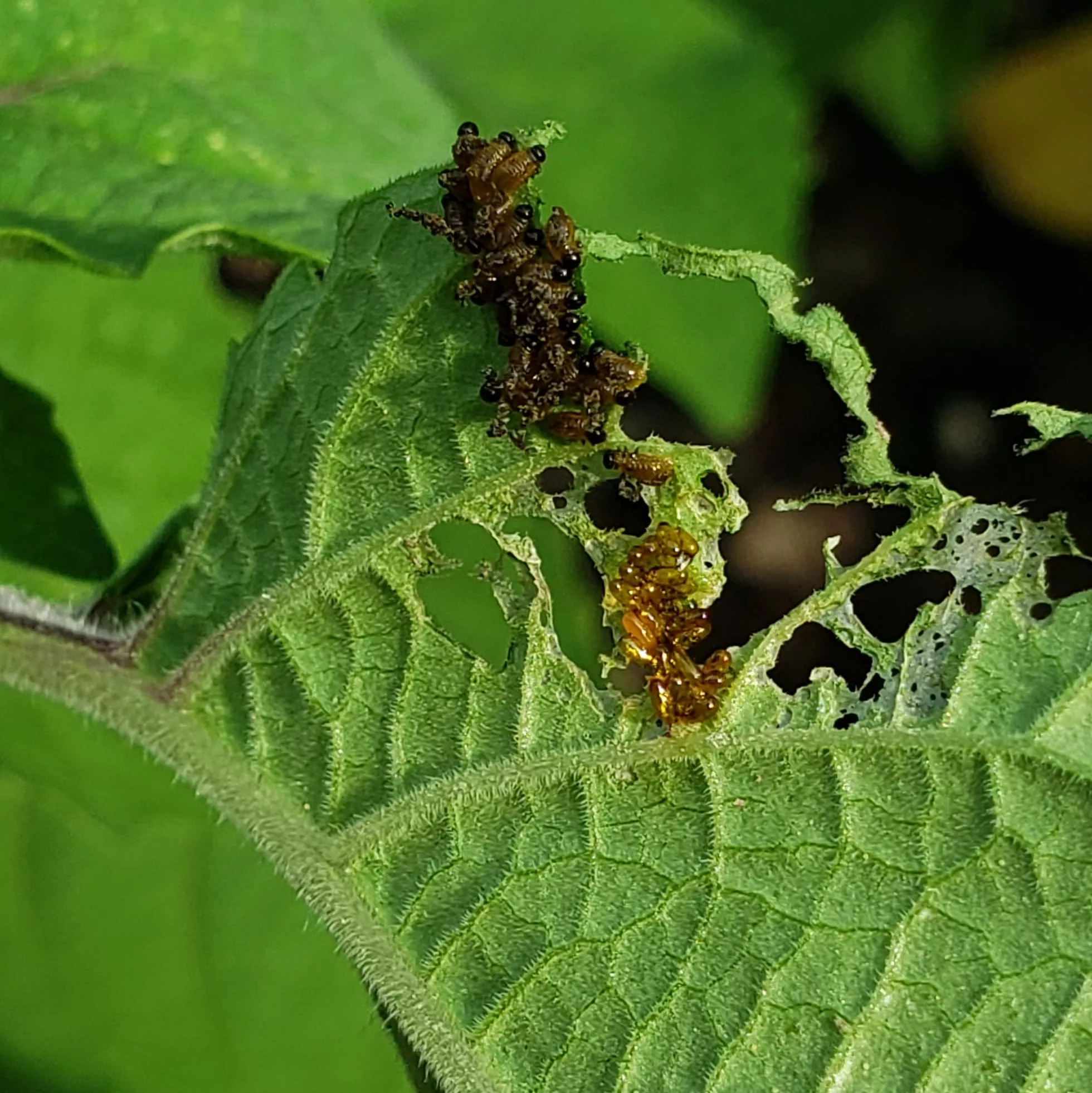 Colorado potato beetle larvae eating a ground cherry leaf