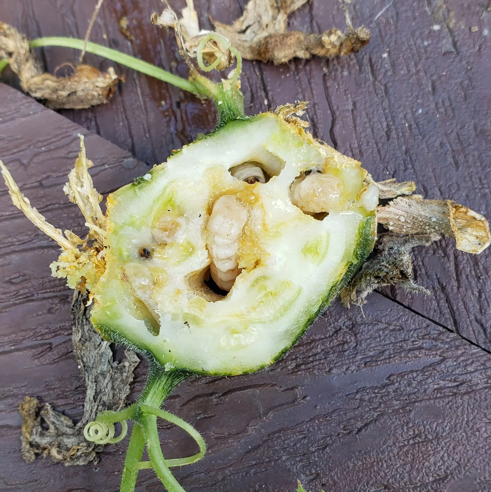 Squash vine borer larvae in the middle of a cut up zucchini stem