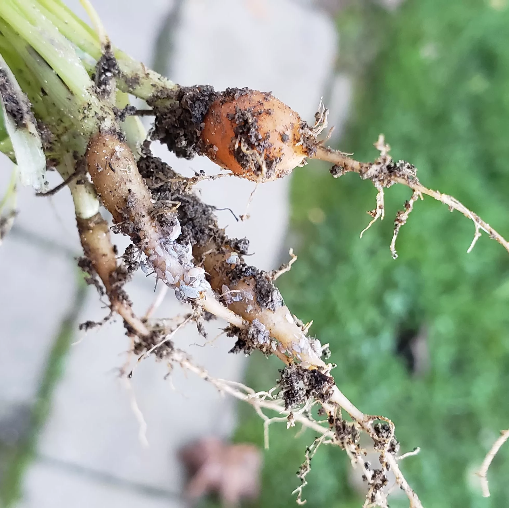 Root aphids on carrot seedlings