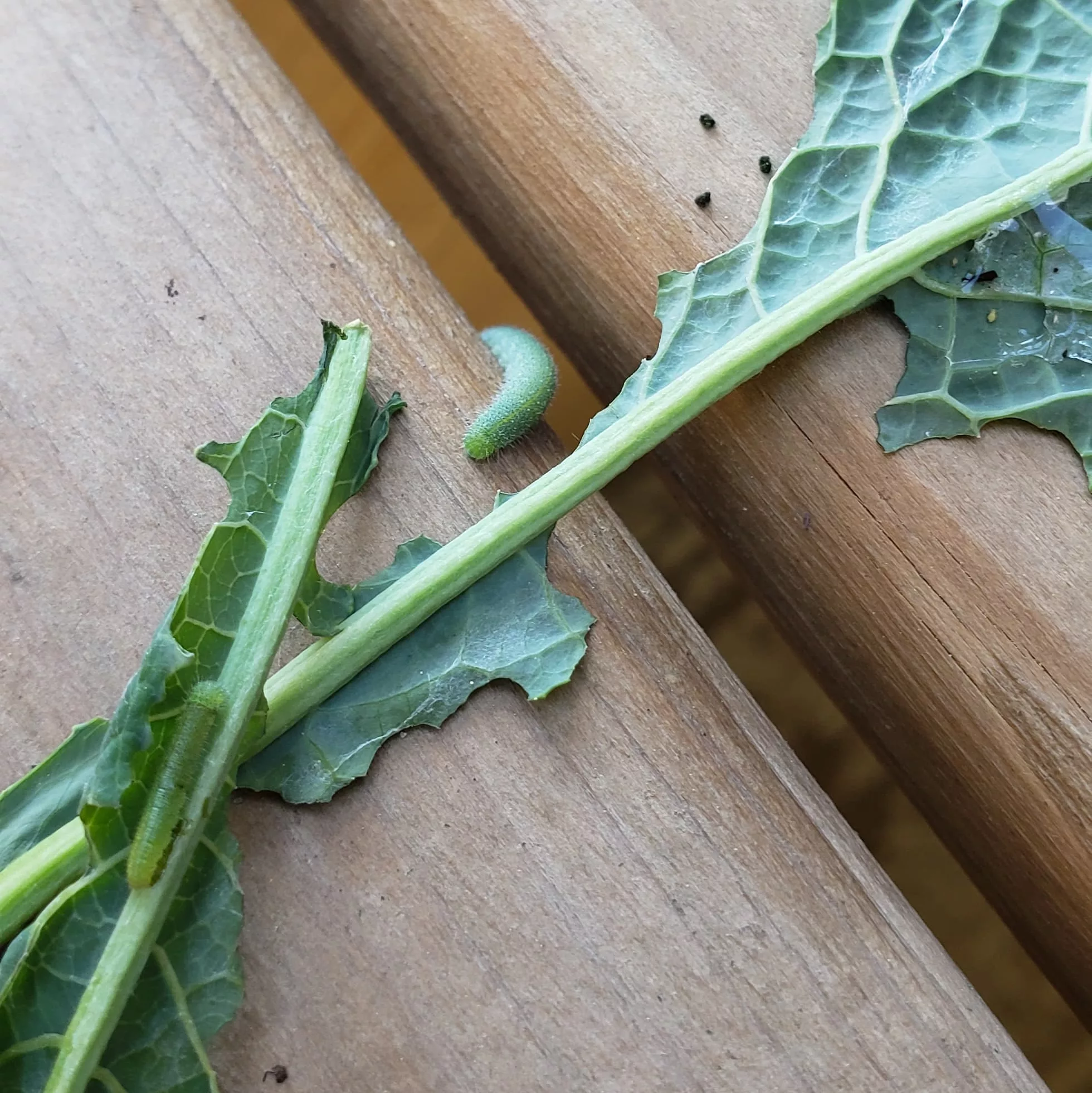 A kale leaf with two cabbage worms, damage and frass