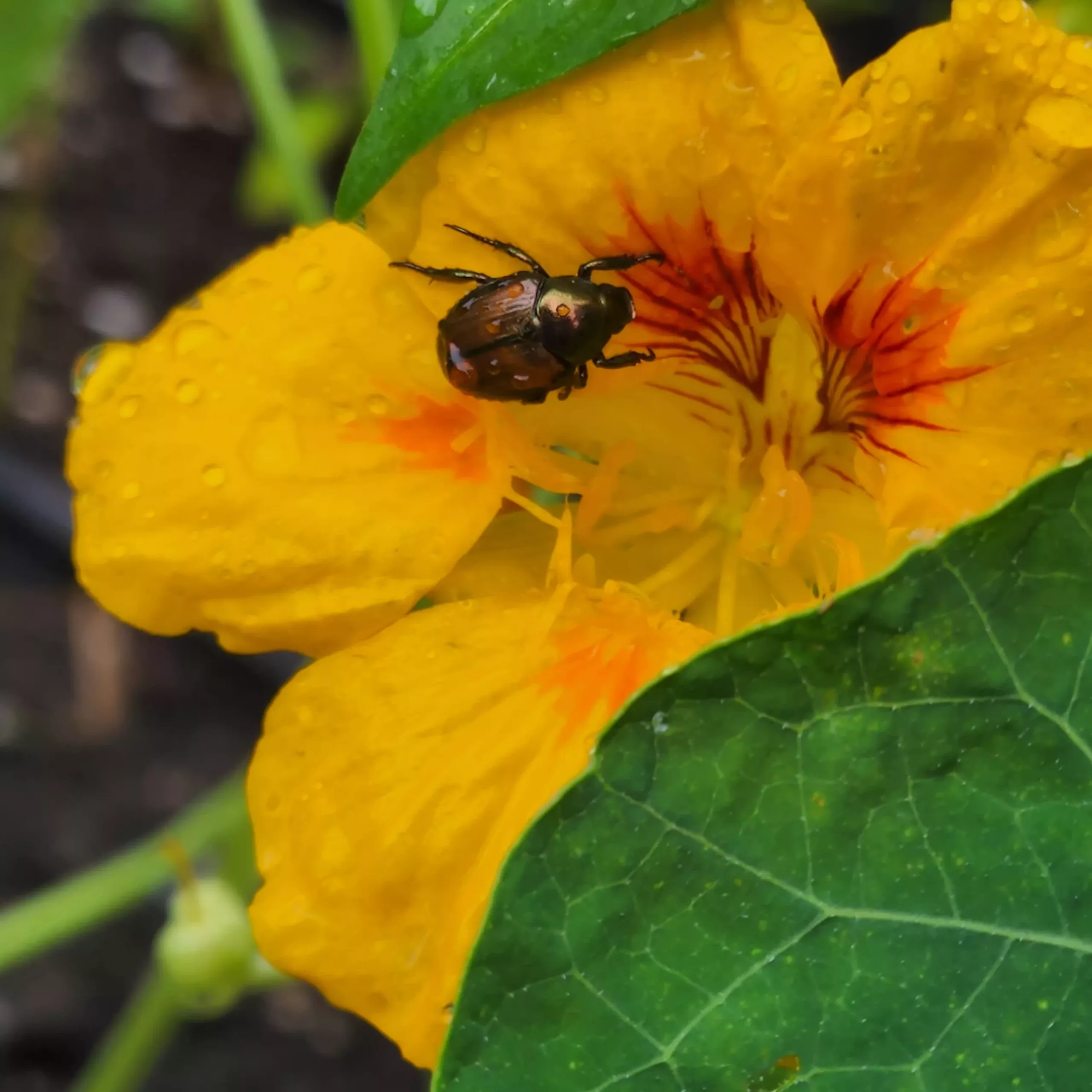 Japanese beetle on a yellow nasturtium flower