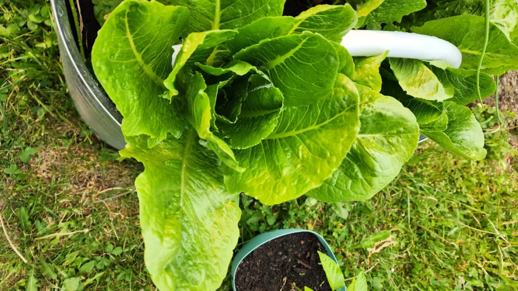 a romaine lettuce sits in a metal raised bed