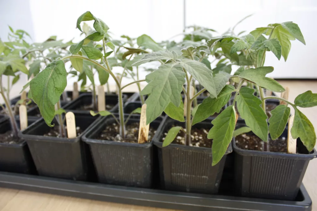 a tray of tomato seedlings indoors
