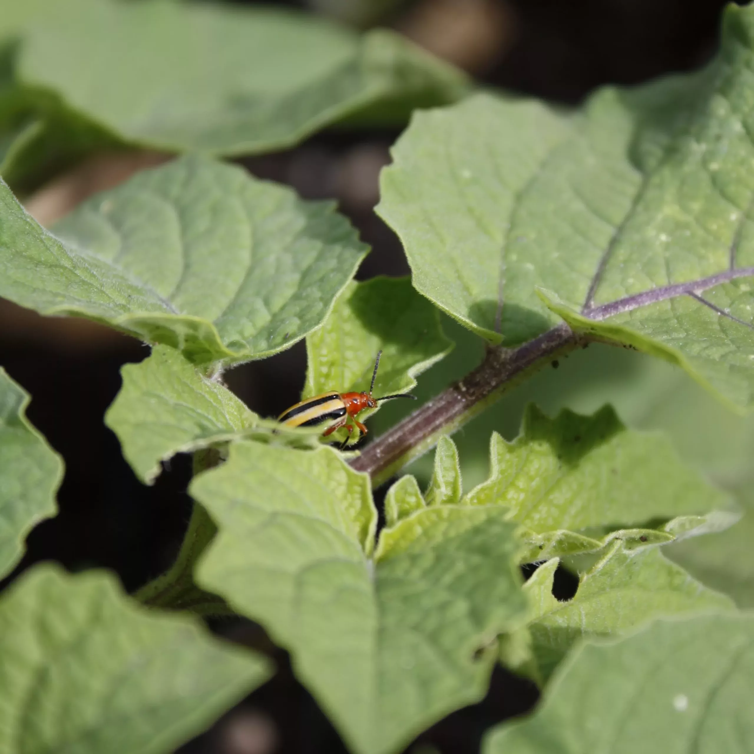 A Three-lined Potato Beetle on a ground cherry