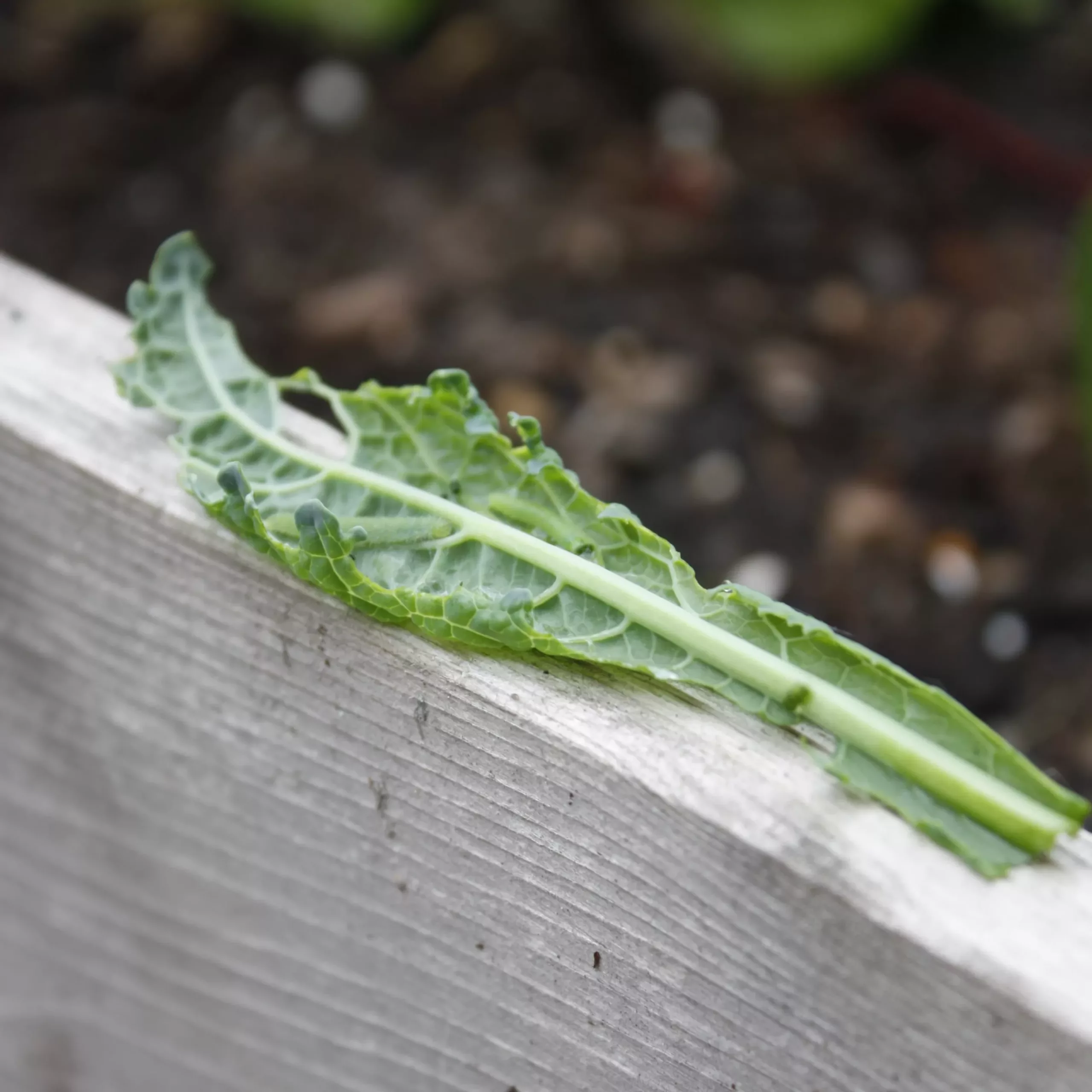 Two cabbage worms on a damaged kale leaf