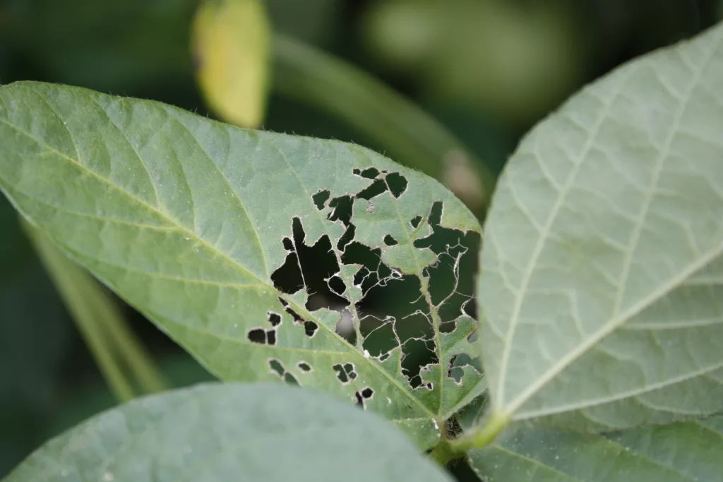 bean plant with foliage eaten by japanese beetles