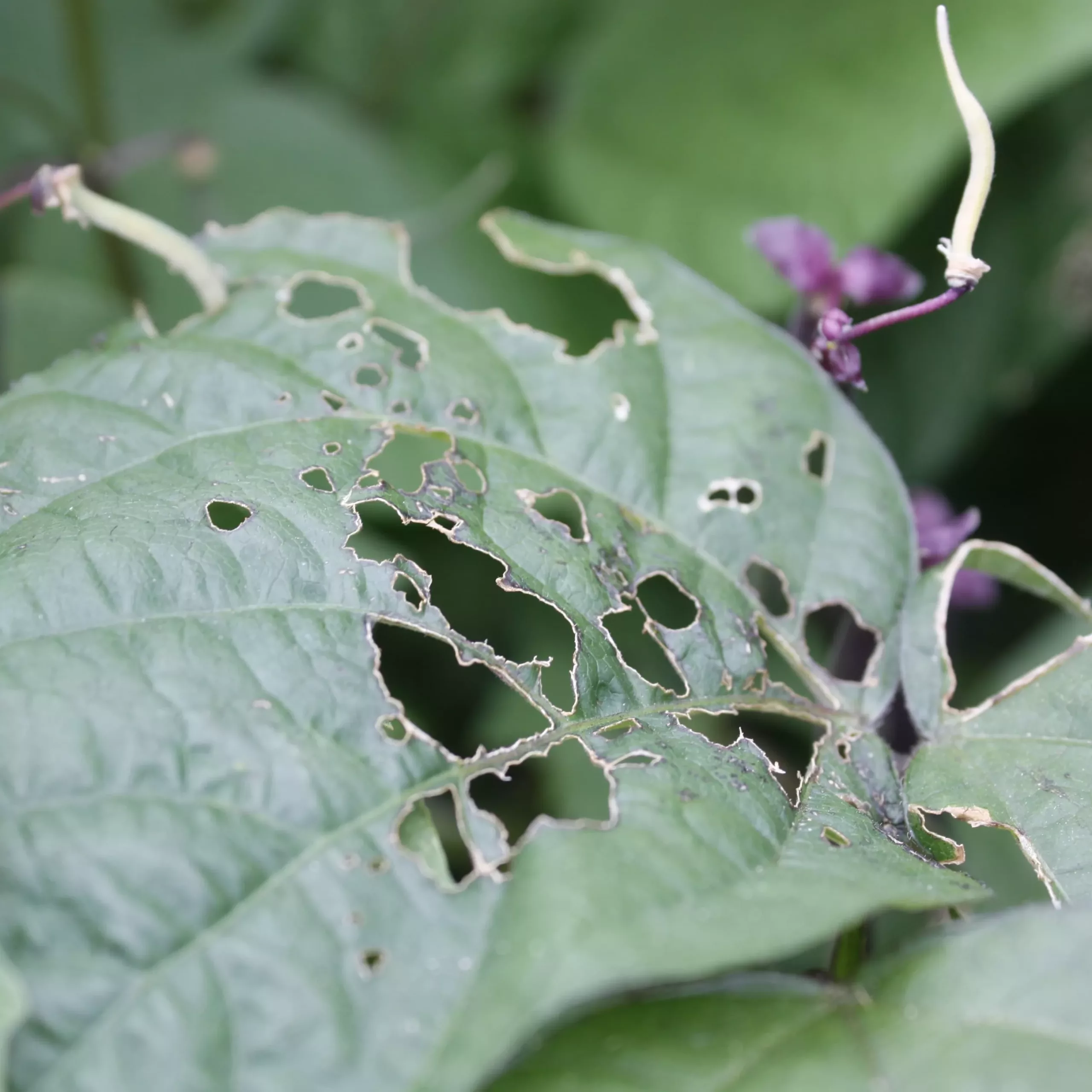 Japanese beetle damage on a bush bean leaf
