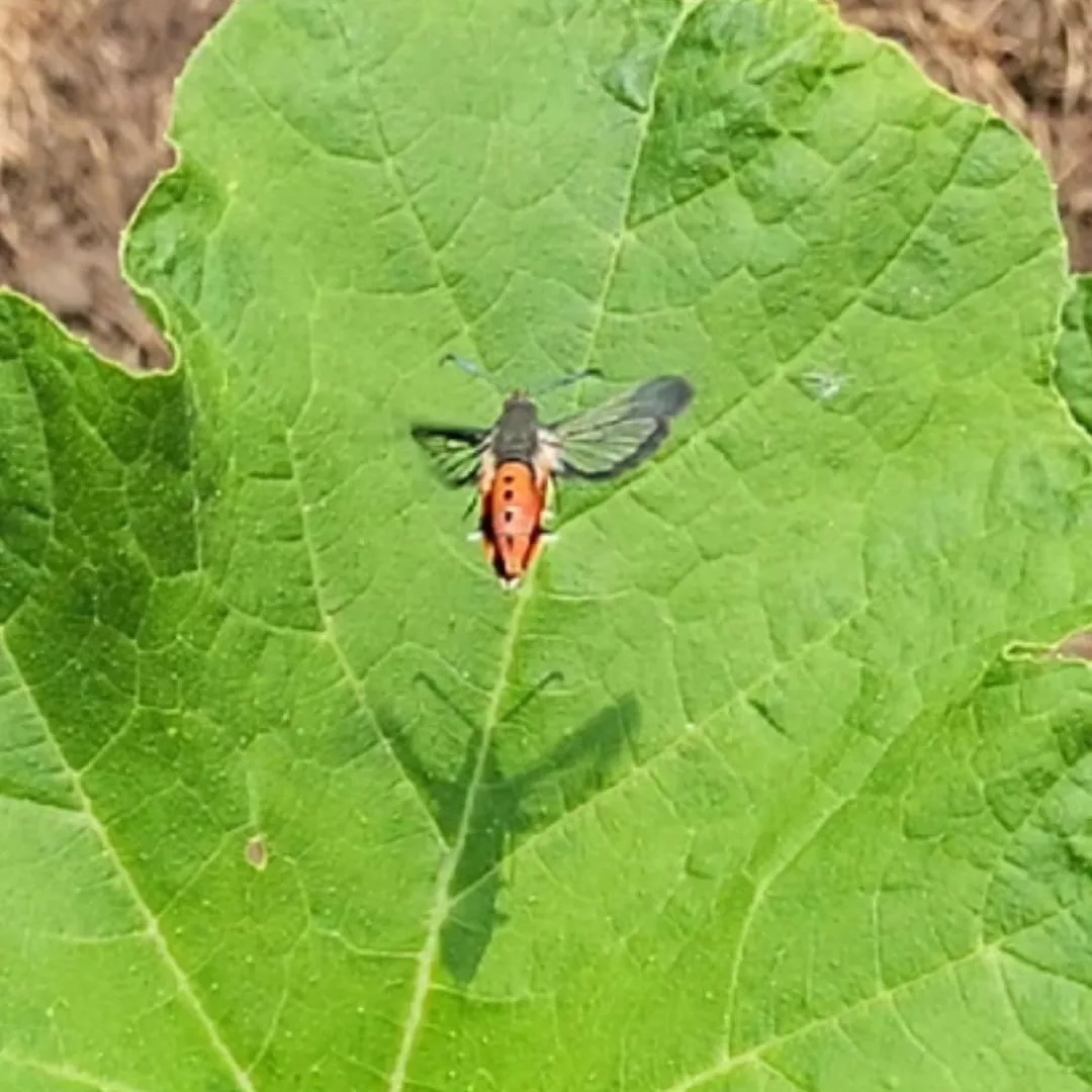 A squash vine borer flying over a squash leaf