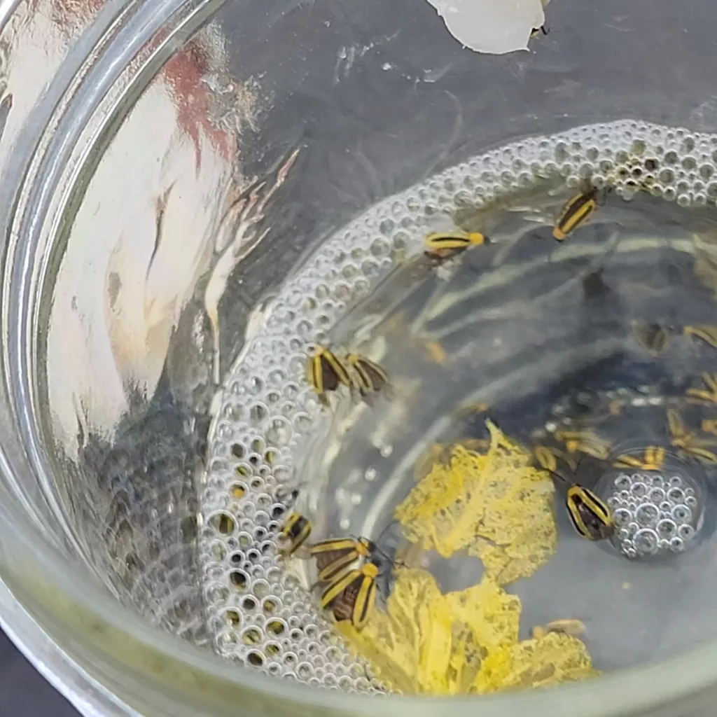 Striped cucumber beetles dead in a jar of soapy water