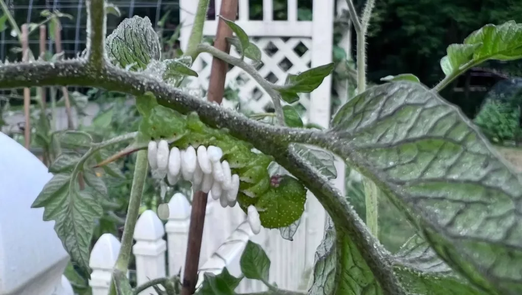tomato hornworm with parasitic wasp cocoons on the outside