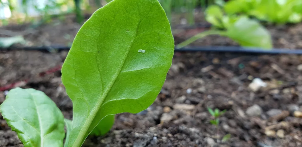 A small, green swiss chard leaf has a cluster of 6 white eggs on the back of the leaf from the leaf miner
