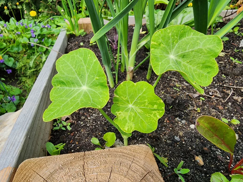 a nasturtium seedling with just 3 leaves sits in a garden bed