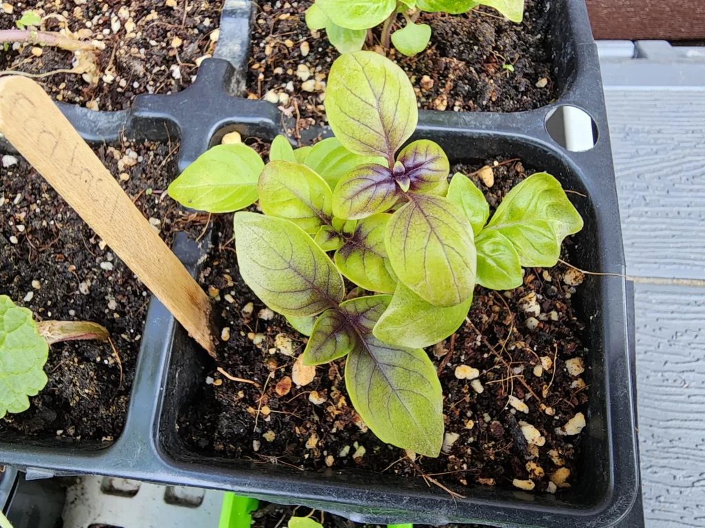 a group of basil seedlings sit together in a container. They are green and red because it is a Red Rubin mix