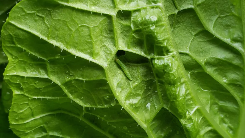 the underside of a napa cabbage leaf with a hole and a cabbage worm actively eating the leaf