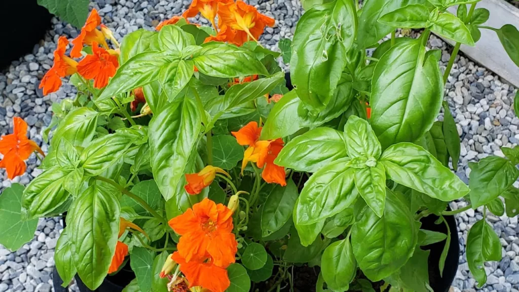 How to Grow Bountiful Basil Plants